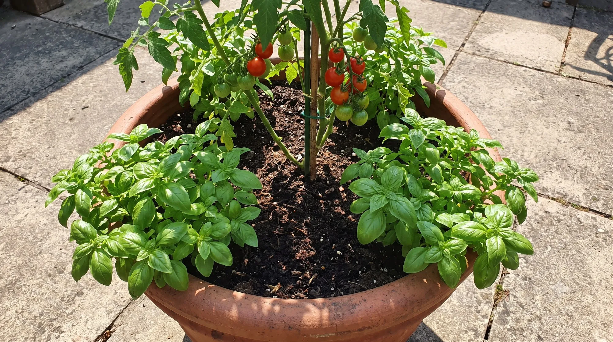 Tomato and basil planted together in the same large patio container